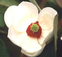大山レンゲ(オオヤマレンゲ)大山蓮華 5寸鉢植え 苗 苗木