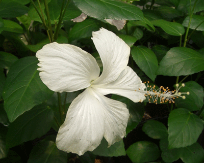 【ハイビスカス】　ホワイトバタフライ 【熱帯植物・トロピカルフラワー・ハワイアンフラワー・ハイビスカス】