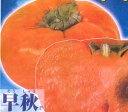 柿 苗木 苗 早秋 そうしゅう (甘柿)《果樹苗》 PVP商品(種苗法登録品種)