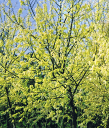 花散る里(カエデ)6寸鉢植え 苗 苗木