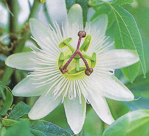 爽やかな純白 白花時計草パッシフローラ コンスタンス エリオット【熱帯植物・トロピカルフラワー・パッシフローラ・時計草】