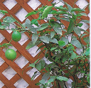 フレーバーグリーン　苗木　タネナシレモン　緑のレモン《果樹苗》＊5寸ロングポット植え