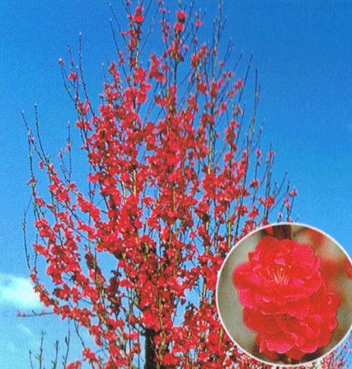 照手紅 花桃 苗木 テルテベニ てるてべに【庭木　花木　花桃　ハナモモ　はなもも】