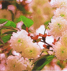 兼六園菊桜 桜 苗木 けんろくえんきくざくら ケンロクエンキクザクラ【庭木 花木 桜 サクラ さくら】