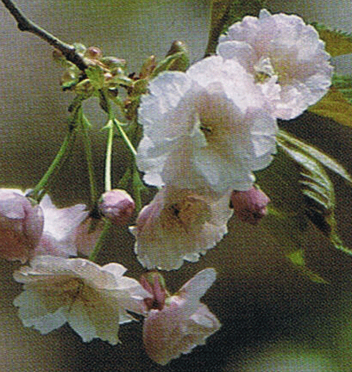 【桜苗木】 一葉 桜 【庭木花木・桜・サクラ・さくら】