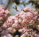 八重紅虎ノ尾桜 桜 苗木 ヤエベニトラノオザクラ やえべにとらのおざくら【庭木花木・桜・サクラ・さくら】