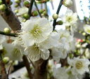 冬至梅 花梅 苗木 トウジバイ とうじばい【庭木 花木 花梅 はなうめ ハナウメ】