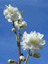 寒白桃 花桃 苗木 カンパクモモ かんぱくもも