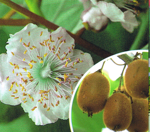 キウイフルーツ（トムリ）（日本産