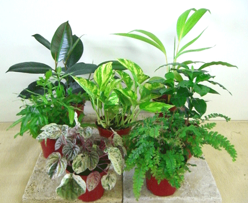 【お買い得】 可愛いミニ観葉(3鉢セット)