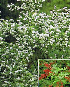 上溝桜 桜 苗木 ウワミズザクラ うわみずざくら【庭木 花木 桜 サクラ さくら】樹高30センチ程度