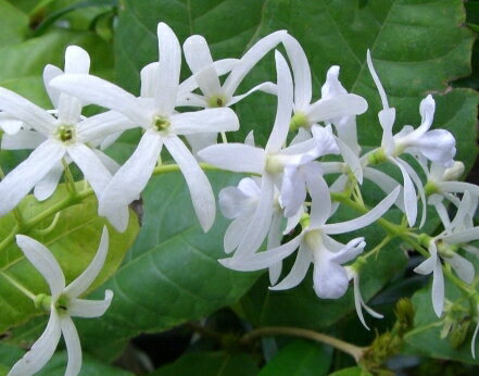 ホワイトレース（ペトレア　ヴォルビリス）苗　苗木　*季節により、樹高や葉ぶりはサンプル写真と大きく異なる場合もあります