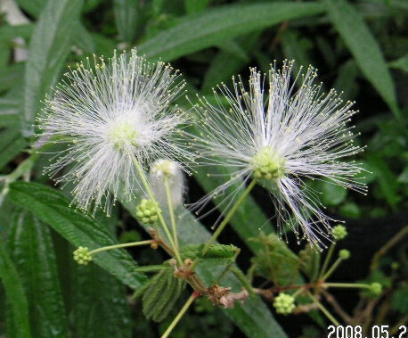 ネムの木（白花）　常緑性　5寸ポット植え