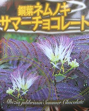 銅葉ネムノキ　サマーチョコレート（6寸鉢植え）　ねむの木のサムネイル