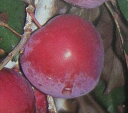 スモモ 苗木 苗 ハリウッド(すもも、スモモ)《果樹苗》紅葉スモモ