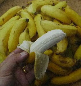 沖縄島バナナ（ミニバナナ）　　《熱帯果樹苗》