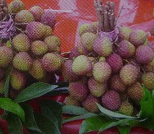 ライチ・レイシ（黒葉）（13.5センチポット植え）《熱帯果樹苗》