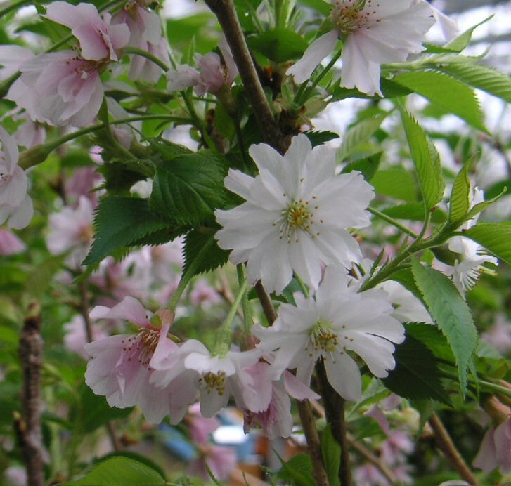 【6寸鉢植え】十月桜 桜 苗木 じゅうがつざくら ジュウガウ