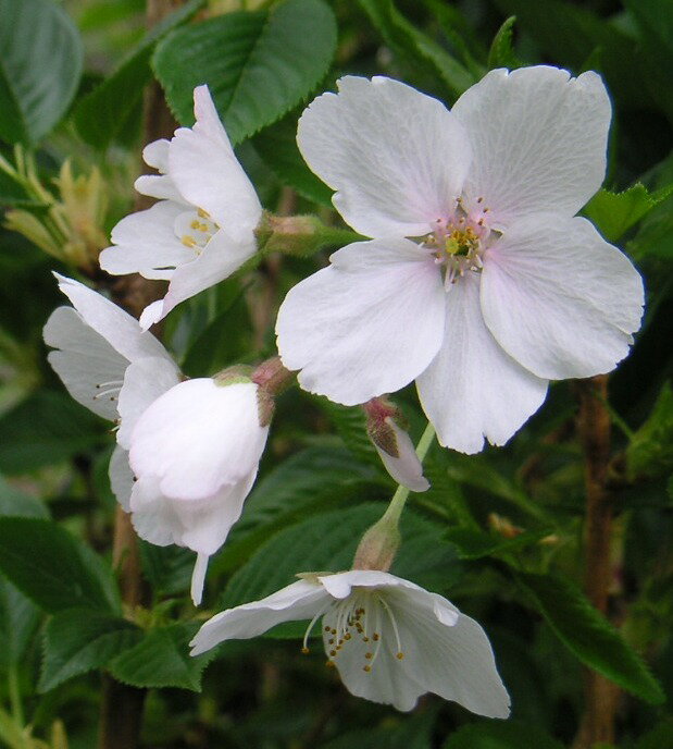 染井吉野桜 桜 苗木 そめいよしのさくら ソメイヨシノサクラ