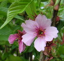 陽光桜 桜 苗木 ようこうざくら ヨウコウザクラ【庭木 花木 桜 サクラ さくら】