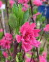 菊桃 花桃 苗木 キクモモ きくもも【庭木　花木　花桃　ハナモモ　はなもも】