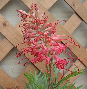 グレビレア　ロビンゴードン　5寸ポット植えのサムネイル