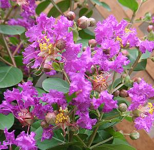 サルスベリ　苗　苗木　（パープル系花品種）百日紅　紫系花　3寸ポット植え