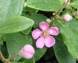 ローズアップル（テンニンカ　天人花）《熱帯果樹苗》苗　苗木　4寸ポット植え