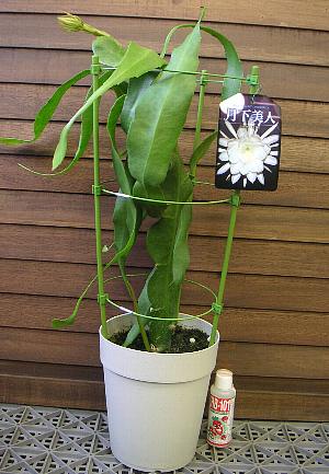 月下美人（十三夜美人）のサムネイル