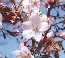 桜 苗木 仙台屋桜 苗木 苗 【庭木花木・桜・サクラ・さくら】