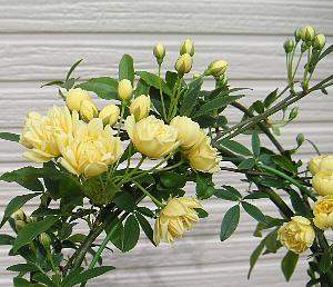 黄花モッコウバラ