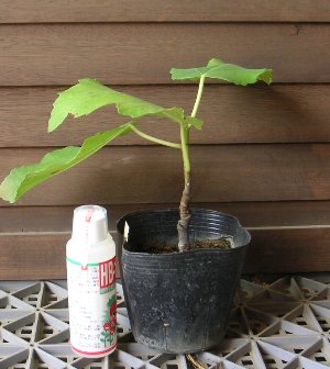 日本イチジク【小苗】《果樹苗》