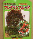 紅花キンモクセイ（フレグランスレッド）3寸ポット植え