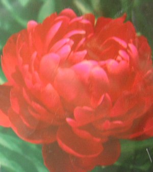 芍薬（シャクヤク）　華燭の典　ポット植え　苗