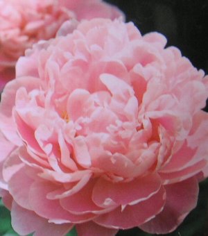 芍薬（シャクヤク）　サラベルナール 12センチポット植え ボタン科　宿根草 開花時期：5月〜6月頃 ■管理のポイント 日当たりよく排水性のよい場所を好みます。 腐葉土などを混ぜた肥沃な用土が最適です。 水は乾いたらたっぷり与えます。 肥料は...