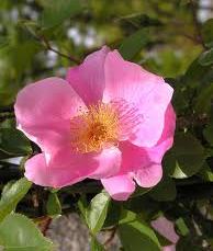 ハトヤバラ（鳩谷薔薇）ばら　苗　苗木