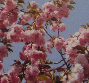 麒麟桜 桜 苗木 きりんざくら キリンザクラ【庭木 花木 桜 サクラ さくら】