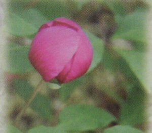 紅花山芍薬　炎　（ヤマシャクヤク　炎）　苗