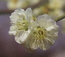 八重緑萼　ヤエリョクガク(花梅）【庭木花木・花梅・はなうめ・ハナウメ】