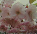 八重紅大島桜 桜 苗木 やえべにおおしまざくら ヤエベニオオ