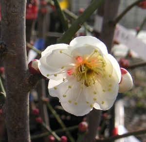 玉牡丹 花梅 苗木 たまぼたん タマボタン【庭木 花木 花梅 はなうめ ハナウメ】