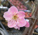 道知辺 花梅 苗木 みちしる べミチシルベ【庭木 花木 花梅 はなうめ ハナウメ】