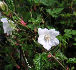 モミジバキイチゴ　紅葉苺（黄苺）モミジイチゴ《果樹苗》のサムネイル