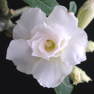 アデニウム　白花　カオ・ナンファン　（天空のバラ）