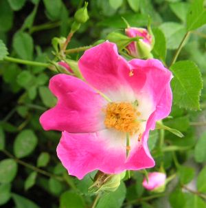 桃花（赤花）トゲナシテリハノイバラ（棘無し照葉野薔薇）