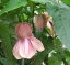 ピンクカメレオン:ドワーフアブチロン(矮性)*樹高10センチ程度【熱帯植物・トロピカルフラワー・アプチロン】