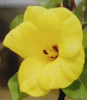 楽天市場】ハマボウ(花・観葉植物|花・ガーデン・DIY)の通販 楽天市場】ハマボウ(花・観葉植物|花・ガーデン・DIY)の通販