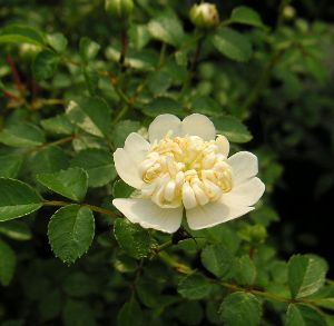 白花　テリハノイバラ（照葉野薔薇）唐子咲き