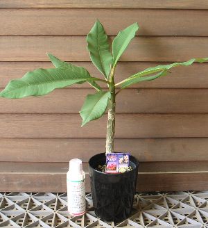 プルメリア（花色未定） 1本立ち　4号ポット植え　苗【熱帯植物・トロピカルフラワー・ハワイアンフラワー・プルメリア】