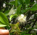 【5寸鉢植え】 セレージャ 《熱帯果樹苗》
